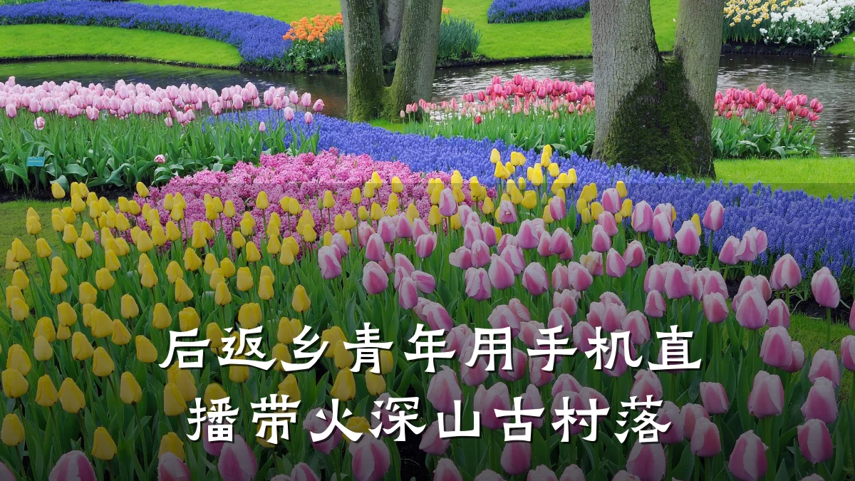 后返乡青年用手机直播带火深山古村落