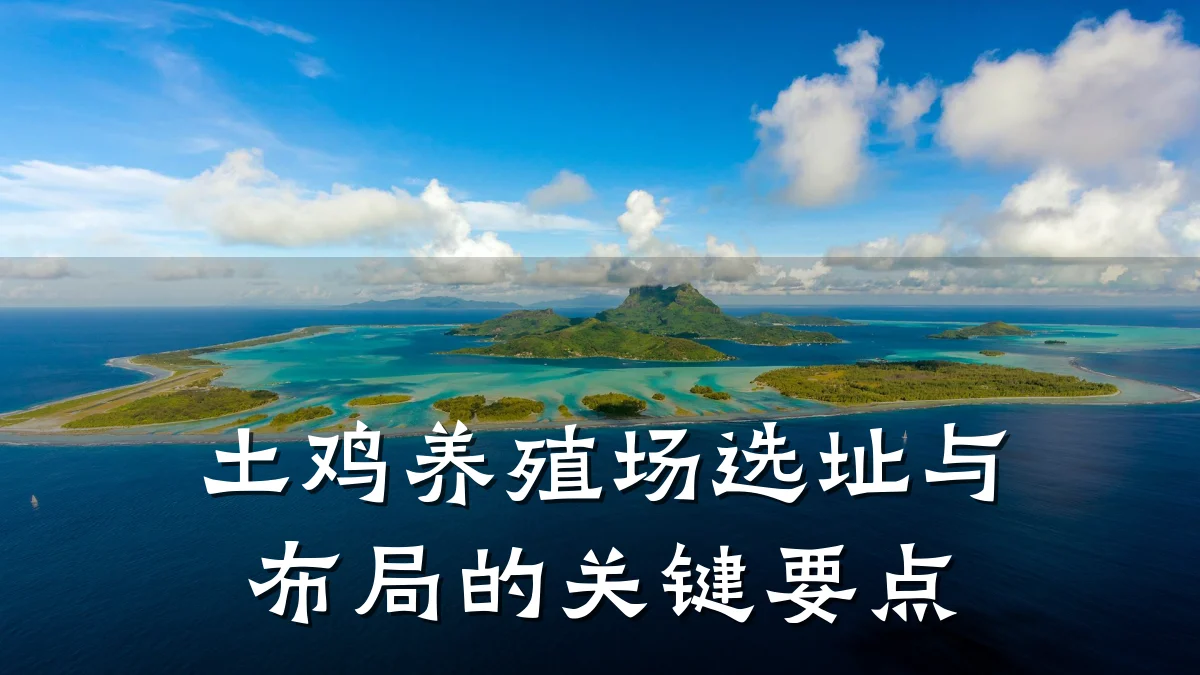 土鸡养殖场选址与布局的关键要点