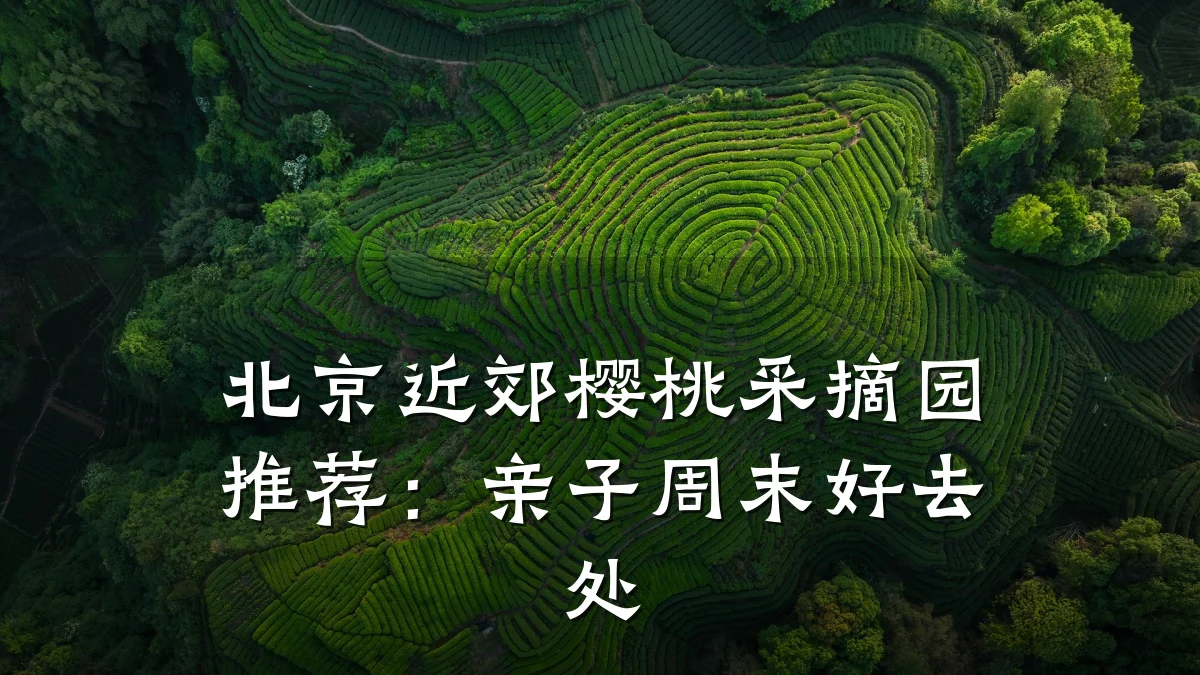 北京近郊樱桃采摘园推荐:亲子周末好去处