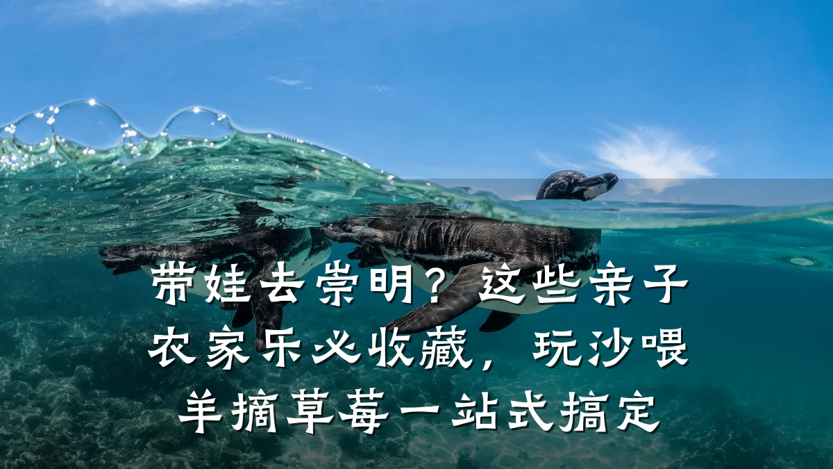 带娃去崇明?这些亲子农家乐必收藏,玩沙喂羊摘草莓一站式搞定