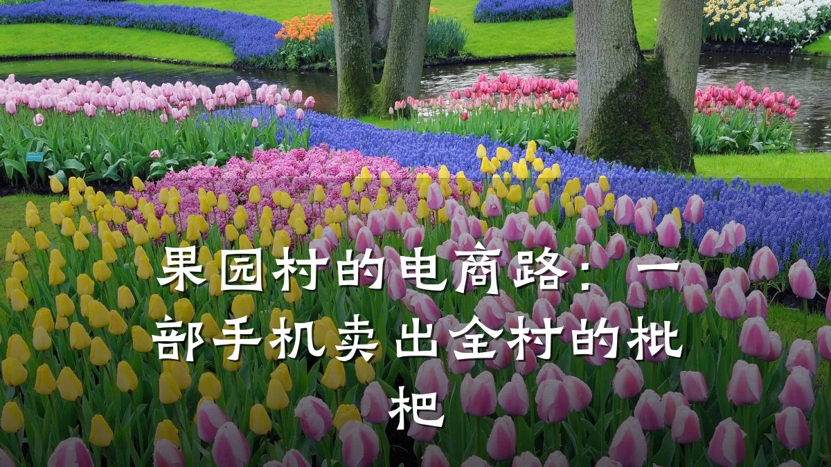 果园村的电商路:一部手机卖出全村的枇杷