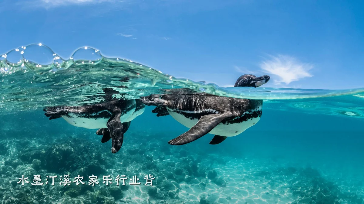 水墨汀溪农家乐行业背