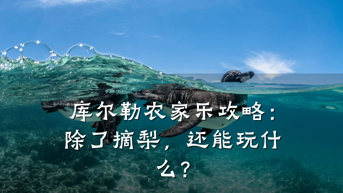 库尔勒农家乐攻略:除了摘梨,还能玩什么?