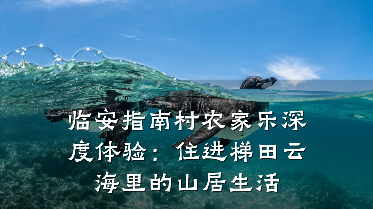 临安指南村农家乐深度体验:住进梯田云海里的山居生活