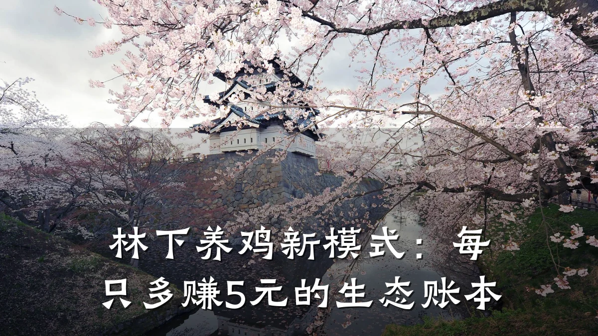 林下养鸡新模式:每只多赚5元的生态账本