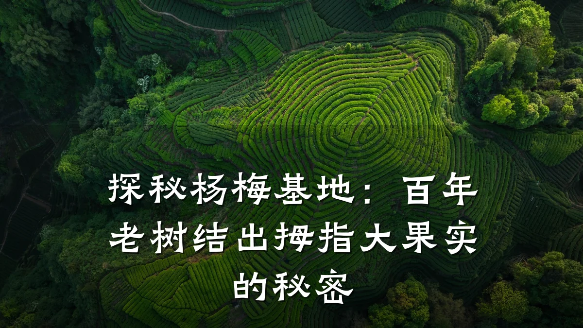 探秘杨梅基地:百年老树结出拇指大果实的秘密
