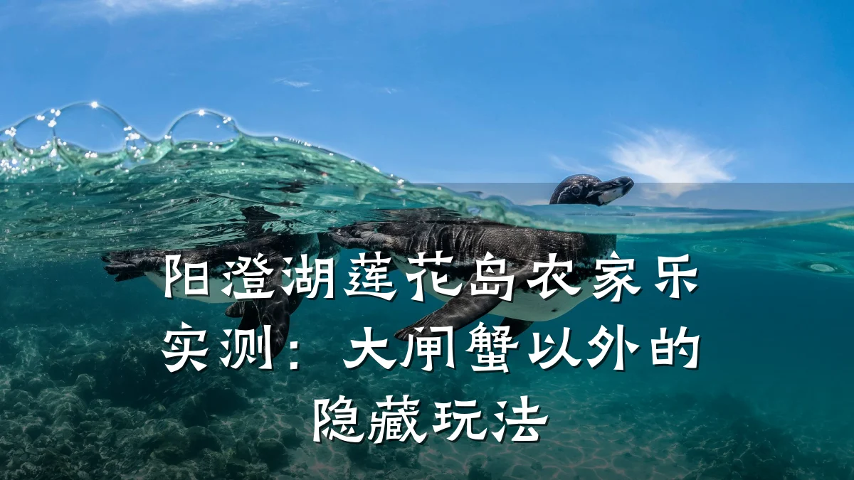 阳澄湖莲花岛农家乐实测:大闸蟹以外的隐藏玩法