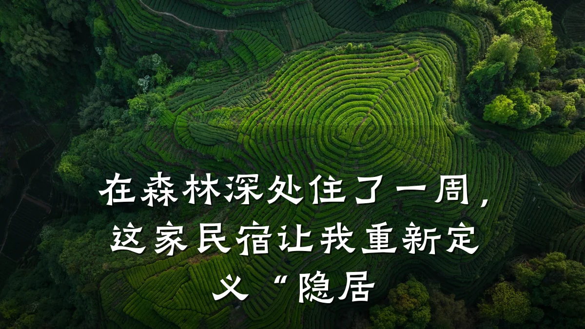 在森林深处住了一周,这家民宿让我重新定义“隐居