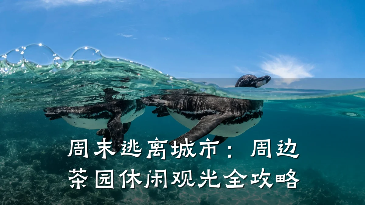 周末逃离城市:周边茶园休闲观光全攻略