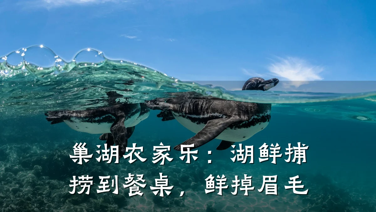 巢湖农家乐:湖鲜捕捞到餐桌,鲜掉眉毛