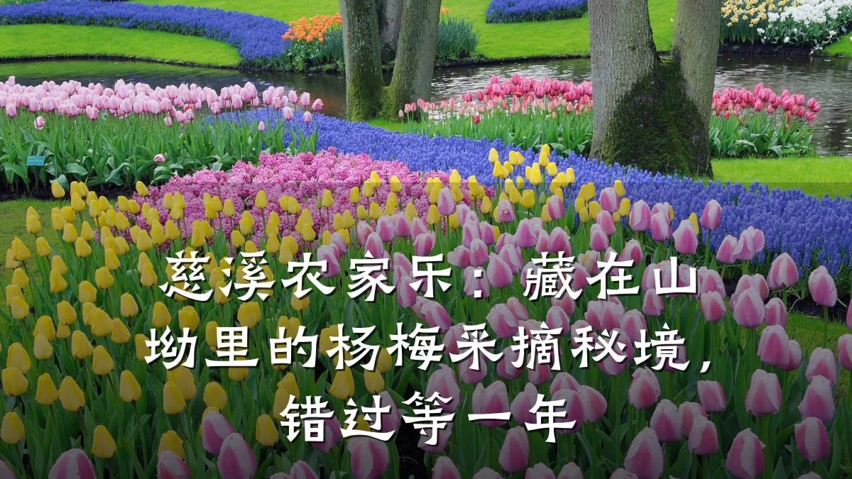 慈溪农家乐:藏在山坳里的杨梅采摘秘境,错过等一年