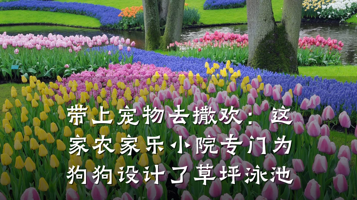 带上宠物去撒欢:这家农家乐小院专门为狗狗设计了草坪泳池