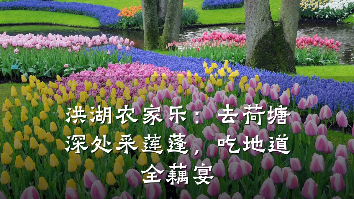 洪湖农家乐:去荷塘深处采莲蓬,吃地道全藕宴