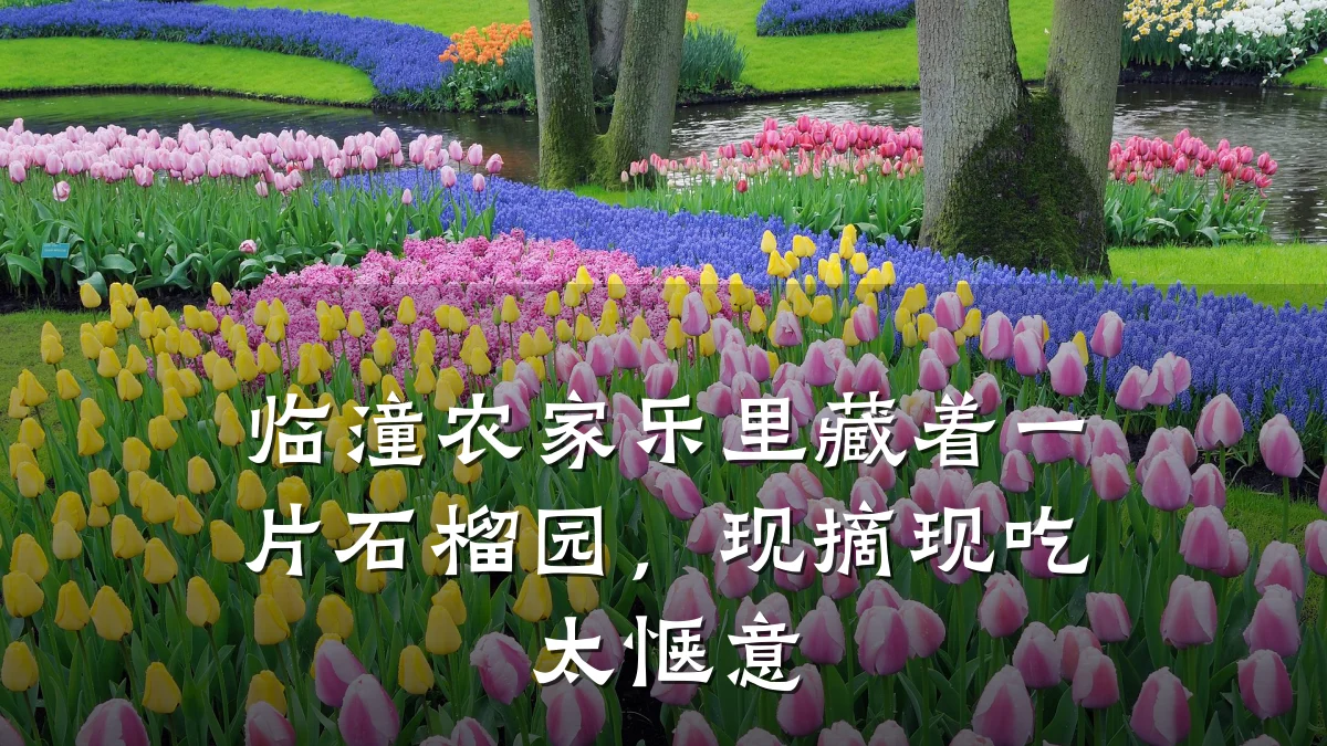临潼农家乐里藏着一片石榴园,现摘现吃太惬意