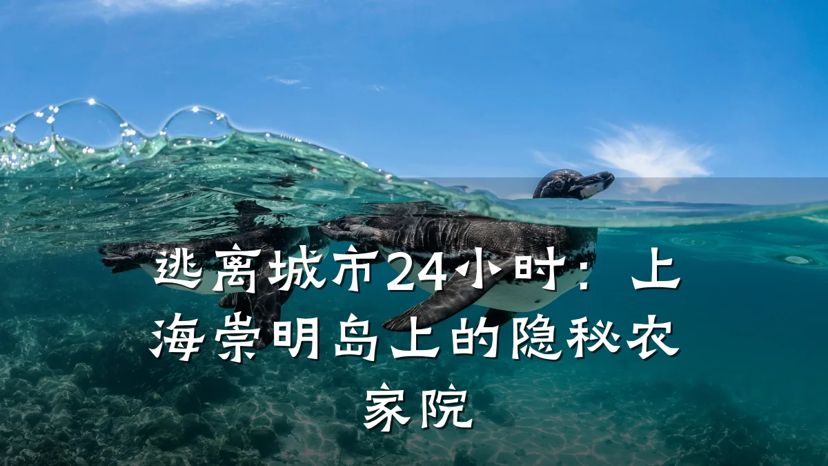 逃离城市24小时:上海崇明岛上的隐秘农家院