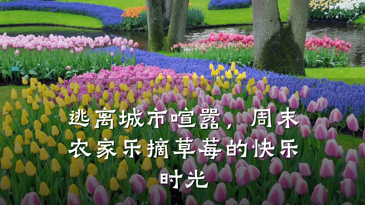 逃离城市喧嚣,周末农家乐摘草莓的快乐时光