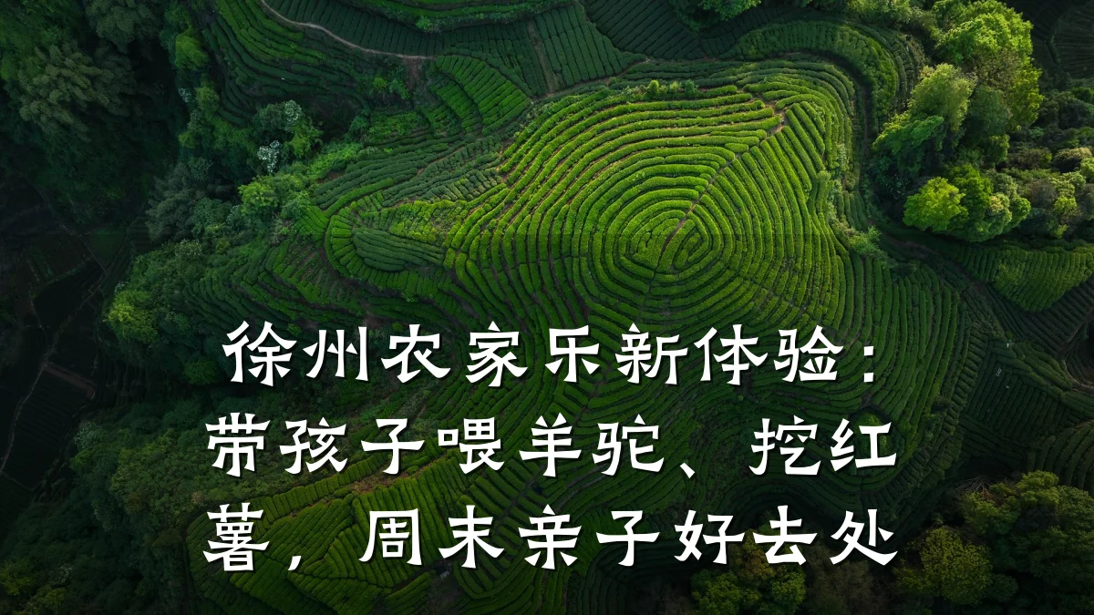 徐州农家乐新体验:带孩子喂羊驼、挖红薯,周末亲子好去处