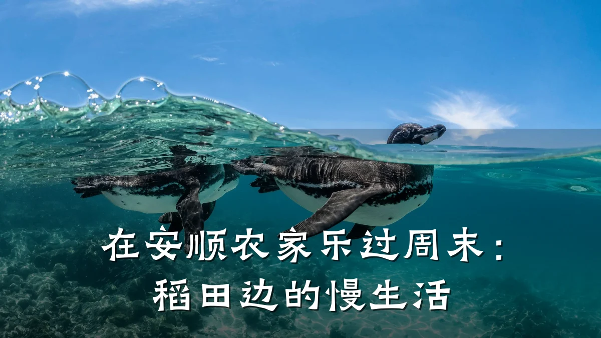 在安顺农家乐过周末:稻田边的慢生活