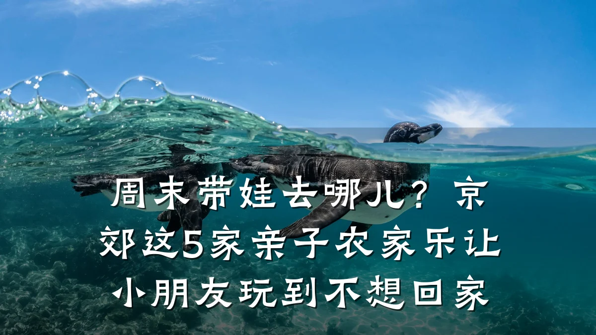 周末带娃去哪儿?京郊这5家亲子农家乐让小朋友玩到不想回家