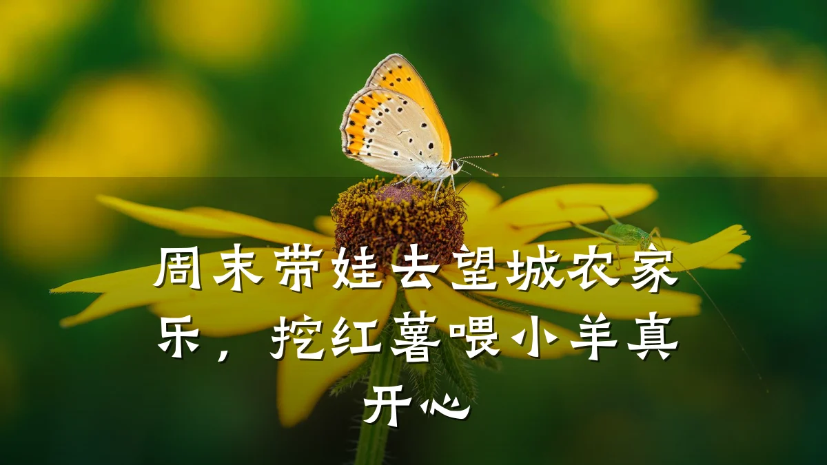 周末带娃去望城农家乐,挖红薯喂小羊真开心
