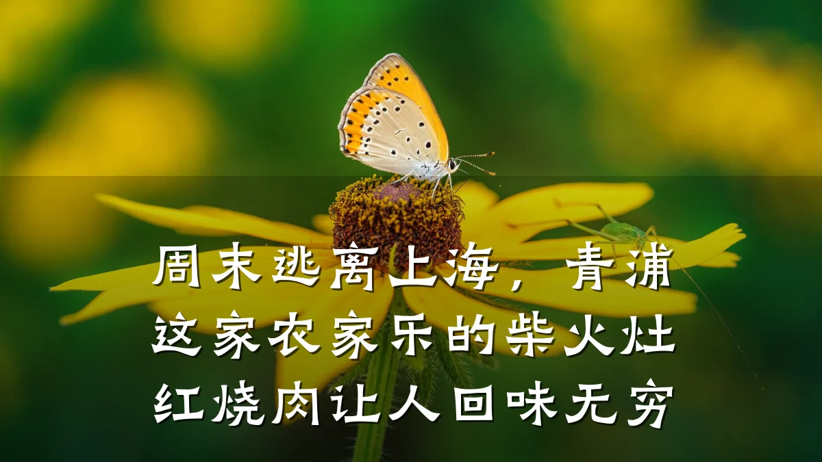 周末逃离上海,青浦这家农家乐的柴火灶红烧肉让人回味无穷