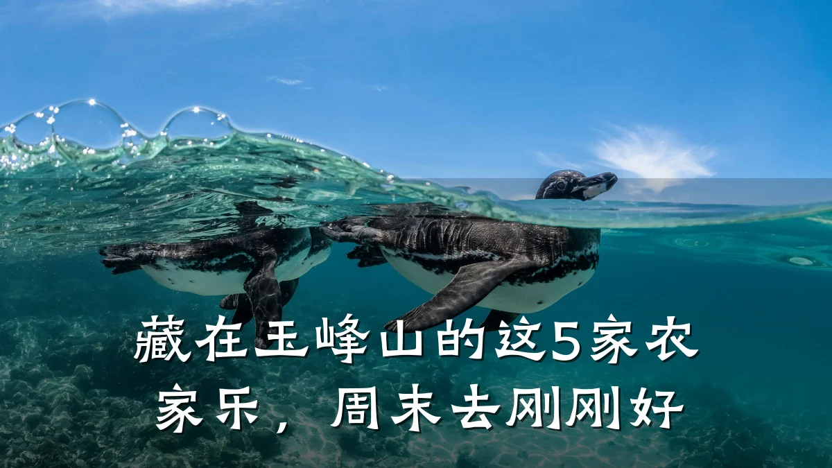 藏在玉峰山的这5家农家乐,周末去刚刚好