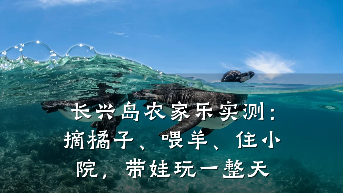 长兴岛农家乐实测:摘橘子、喂羊、住小院,带娃玩一整天