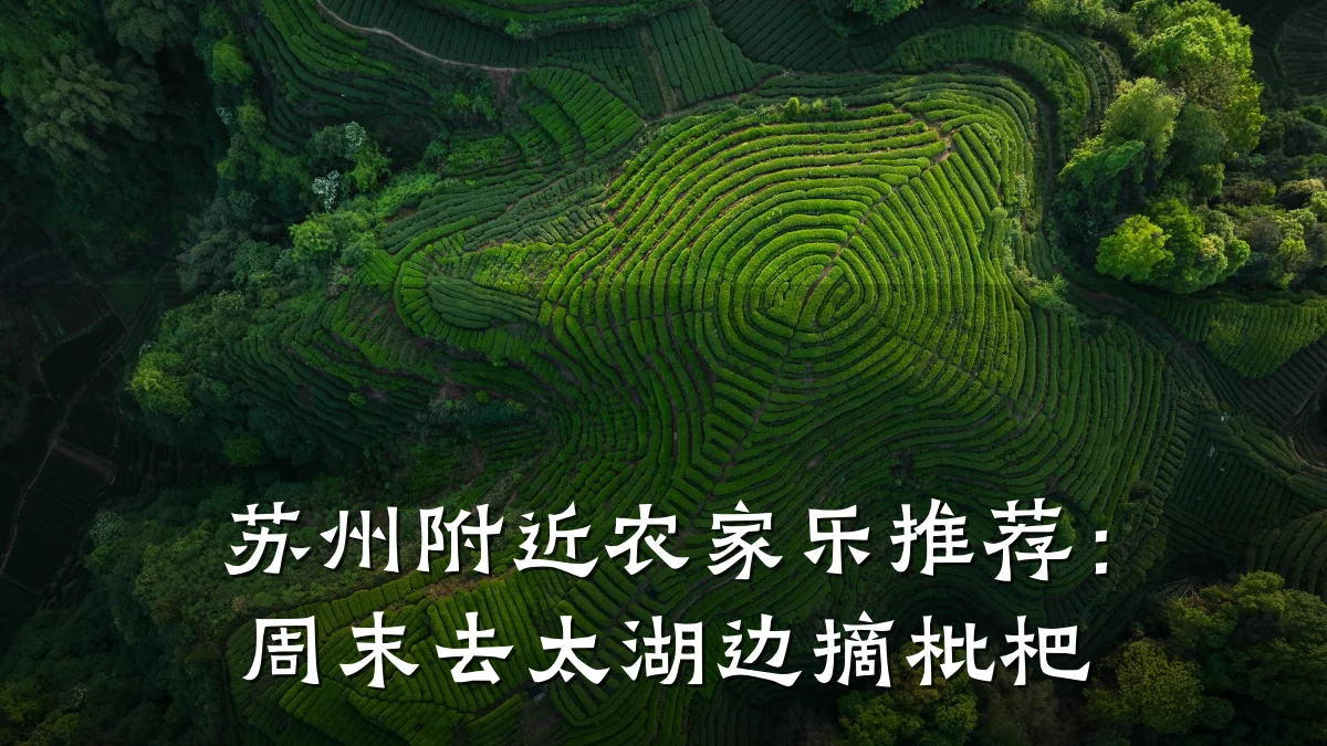 苏州附近农家乐推荐:周末去太湖边摘枇杷