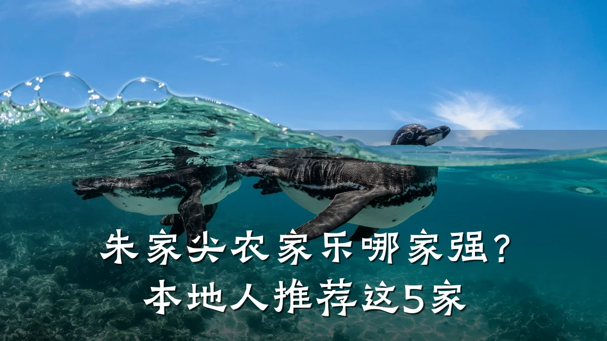 朱家尖农家乐哪家强?本地人推荐这5家