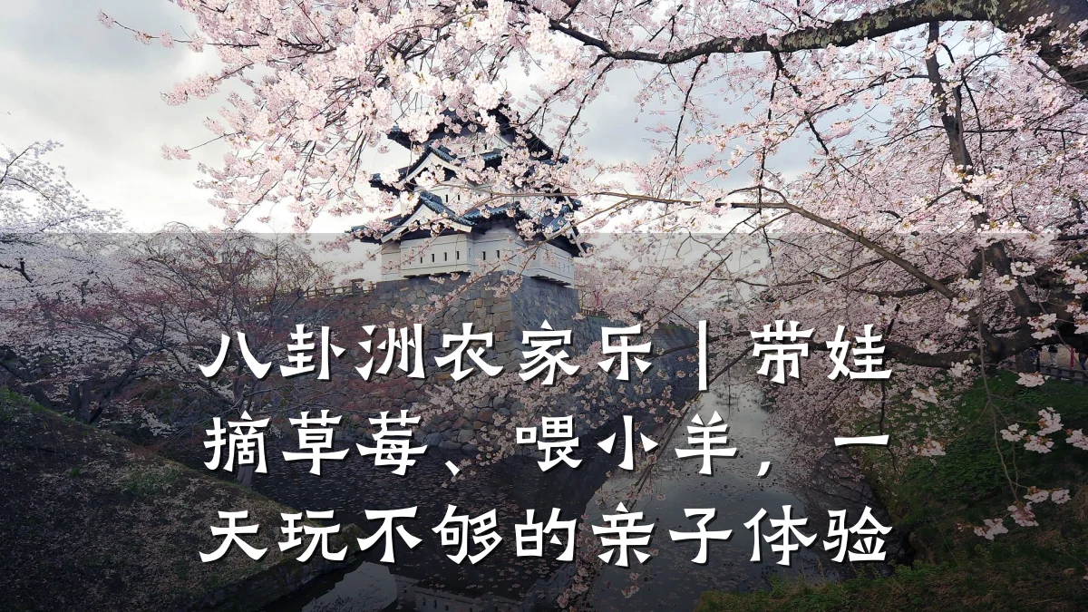 八卦洲农家乐|带娃摘草莓、喂小羊,一天玩不够的亲子体验