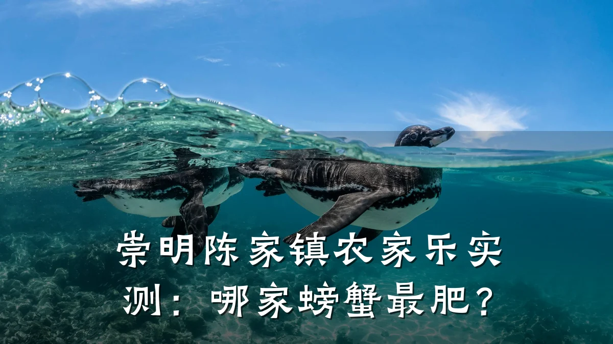 崇明陈家镇农家乐实测:哪家螃蟹最肥?