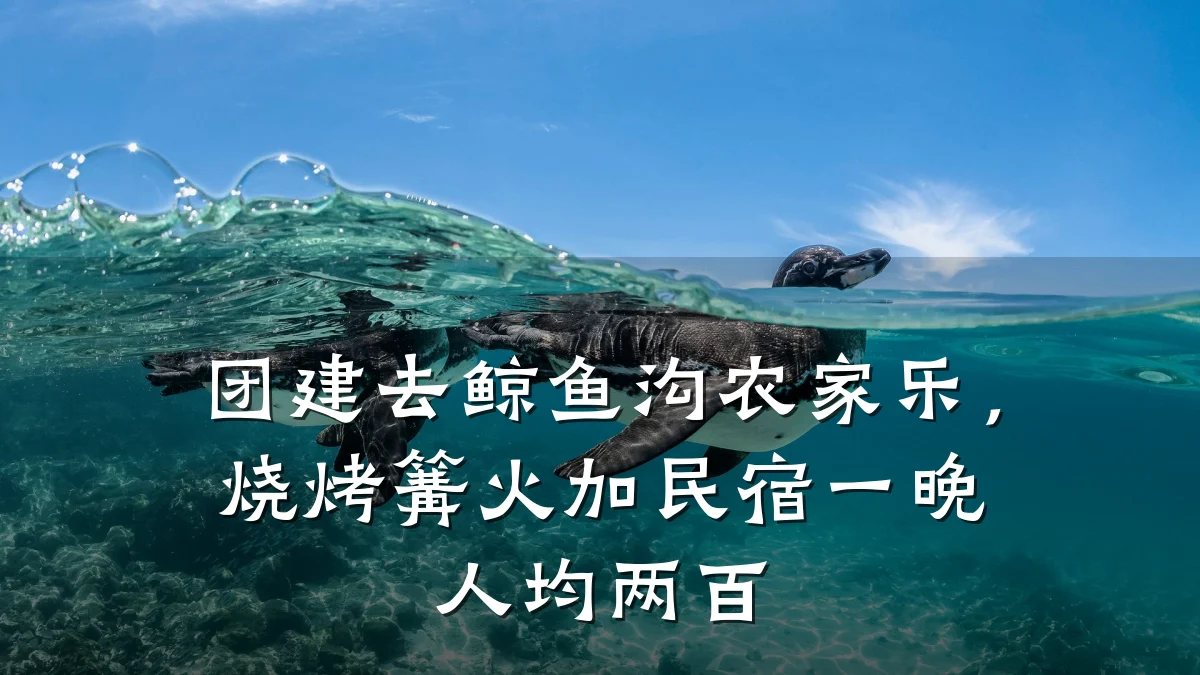 团建去鲸鱼沟农家乐,烧烤篝火加民宿一晚人均两百