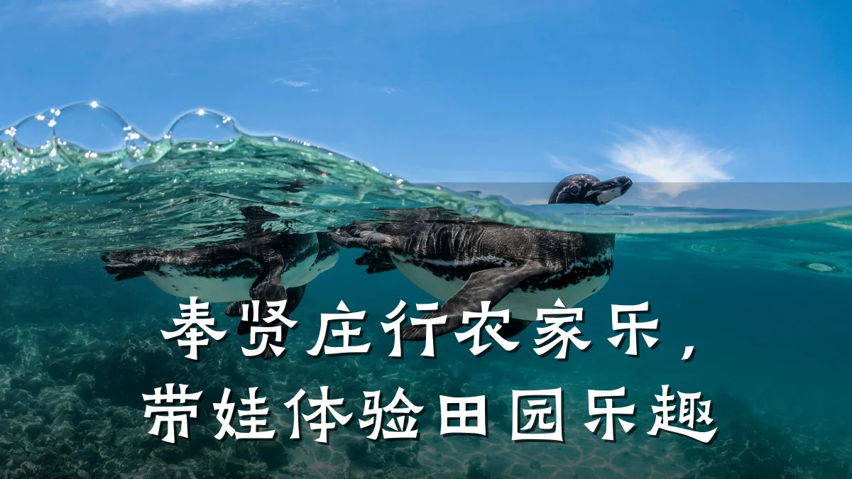 奉贤庄行农家乐,带娃体验田园乐趣