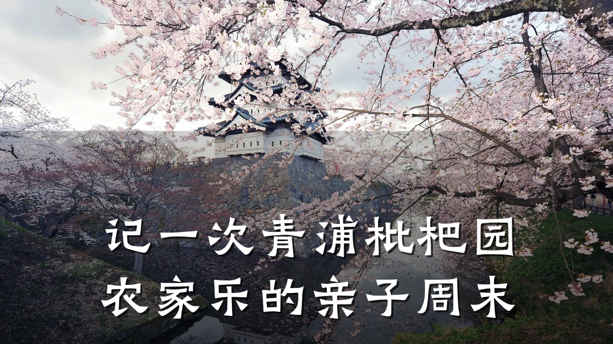 记一次青浦枇杷园农家乐的亲子周末