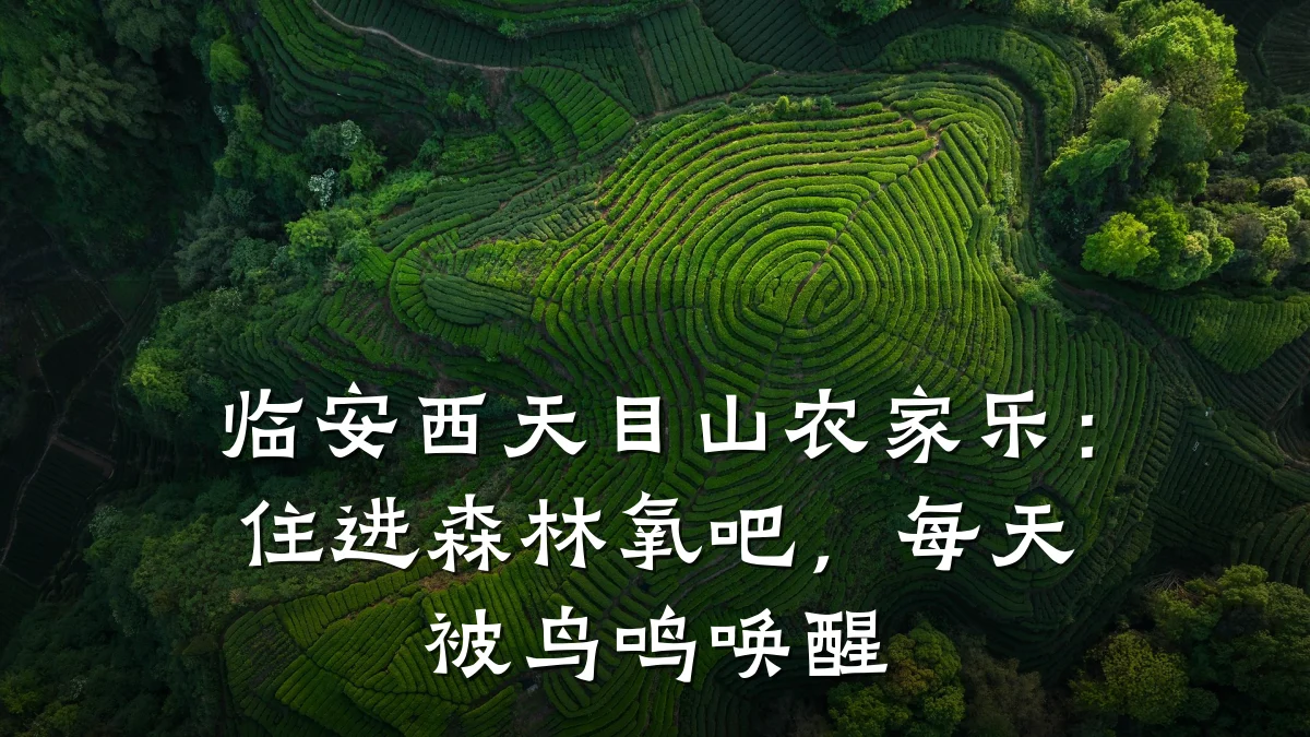 临安西天目山农家乐：住进森林氧吧，每天被鸟鸣唤醒