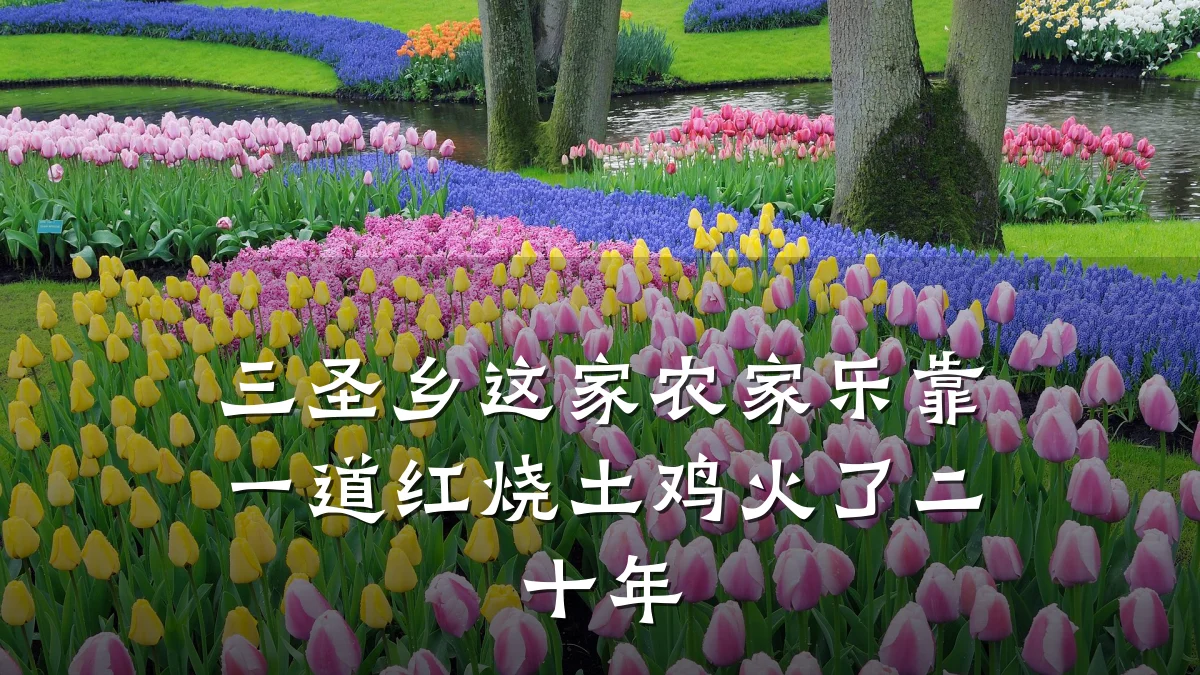 三圣乡这家农家乐靠一道红烧土鸡火了二十年