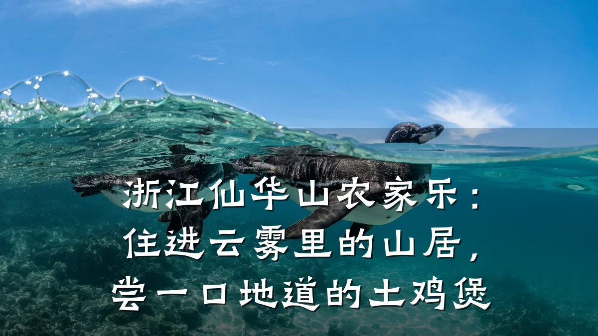 浙江仙华山农家乐:住进云雾里的山居,尝一口地道的土鸡煲