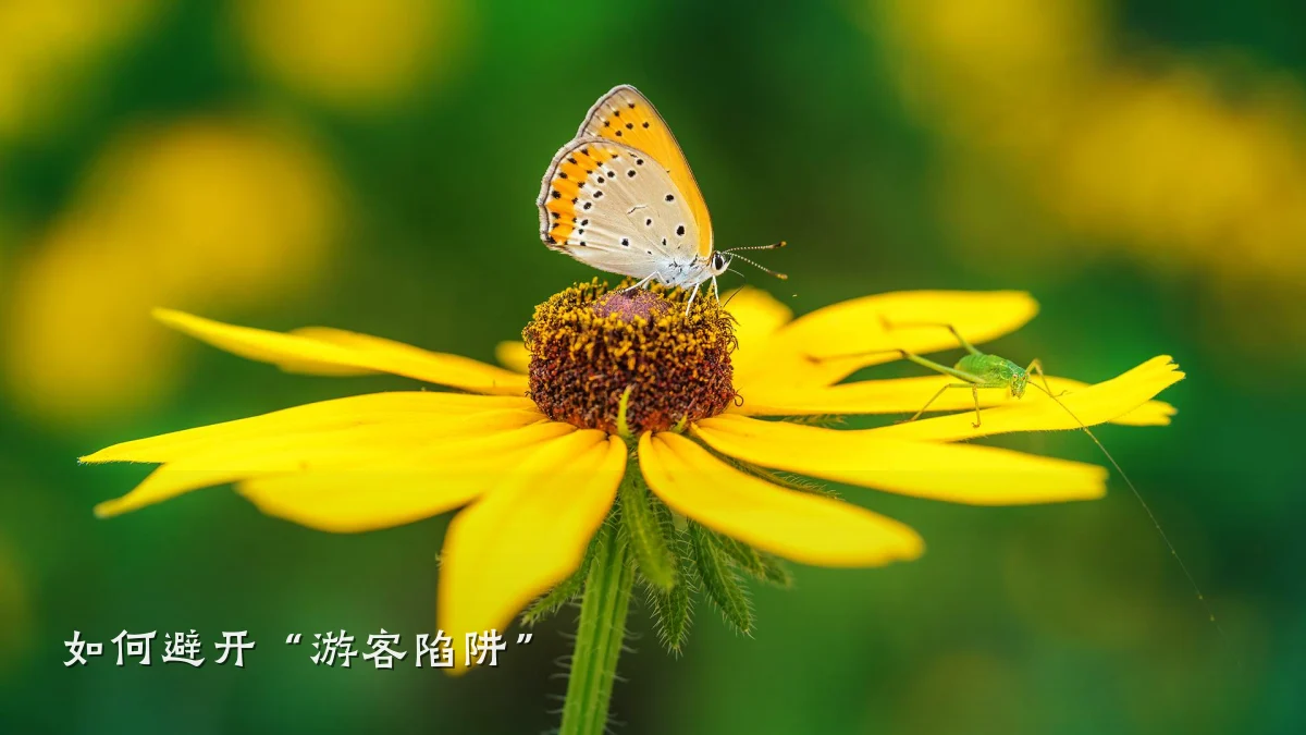 如何避开“游客陷阱”