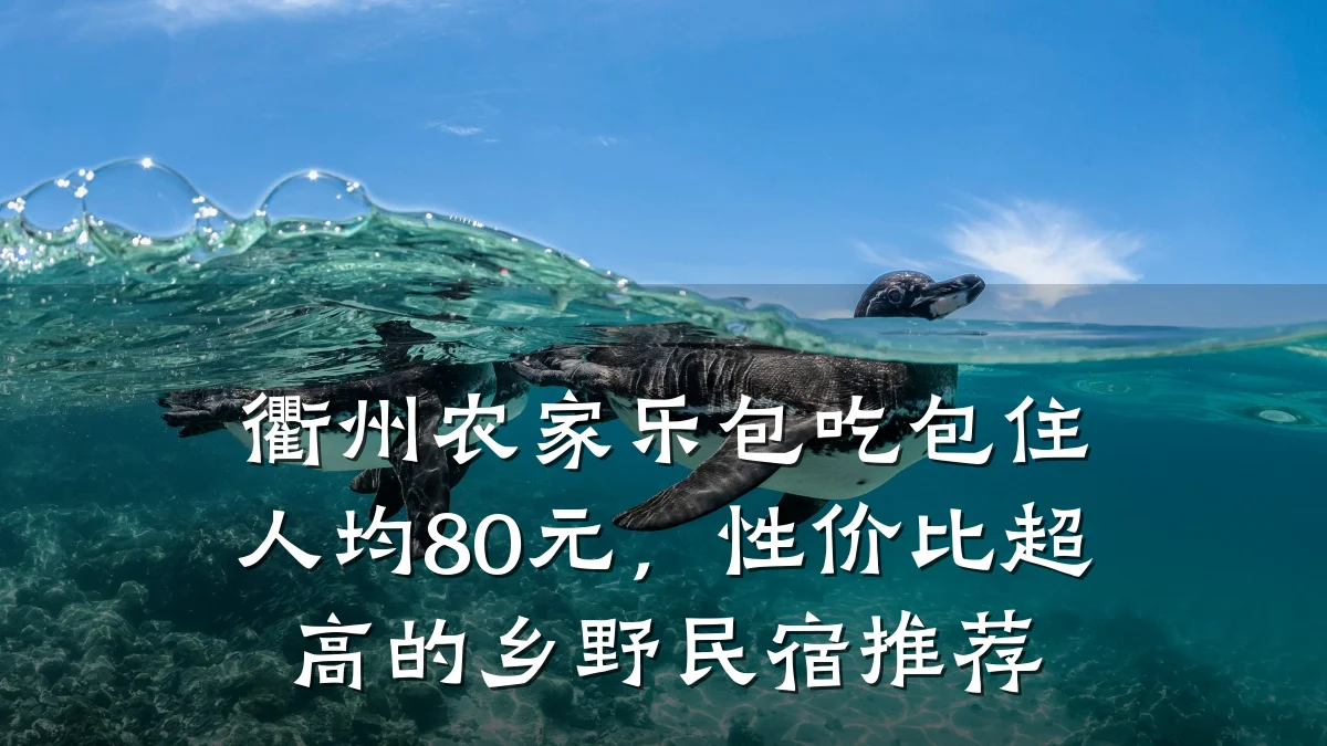 衢州农家乐包吃包住人均80元，性价比超高的乡野民宿推荐