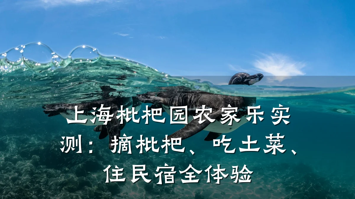 上海枇杷园农家乐实测:摘枇杷、吃土菜、住民宿全体验