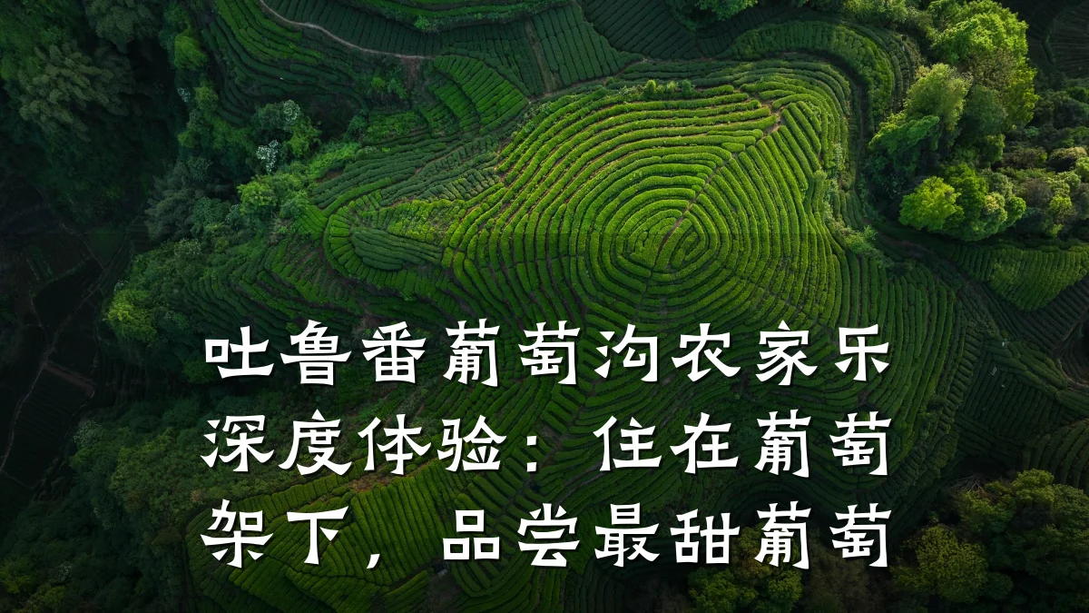 吐鲁番葡萄沟农家乐深度体验:住在葡萄架下,品尝最甜葡萄