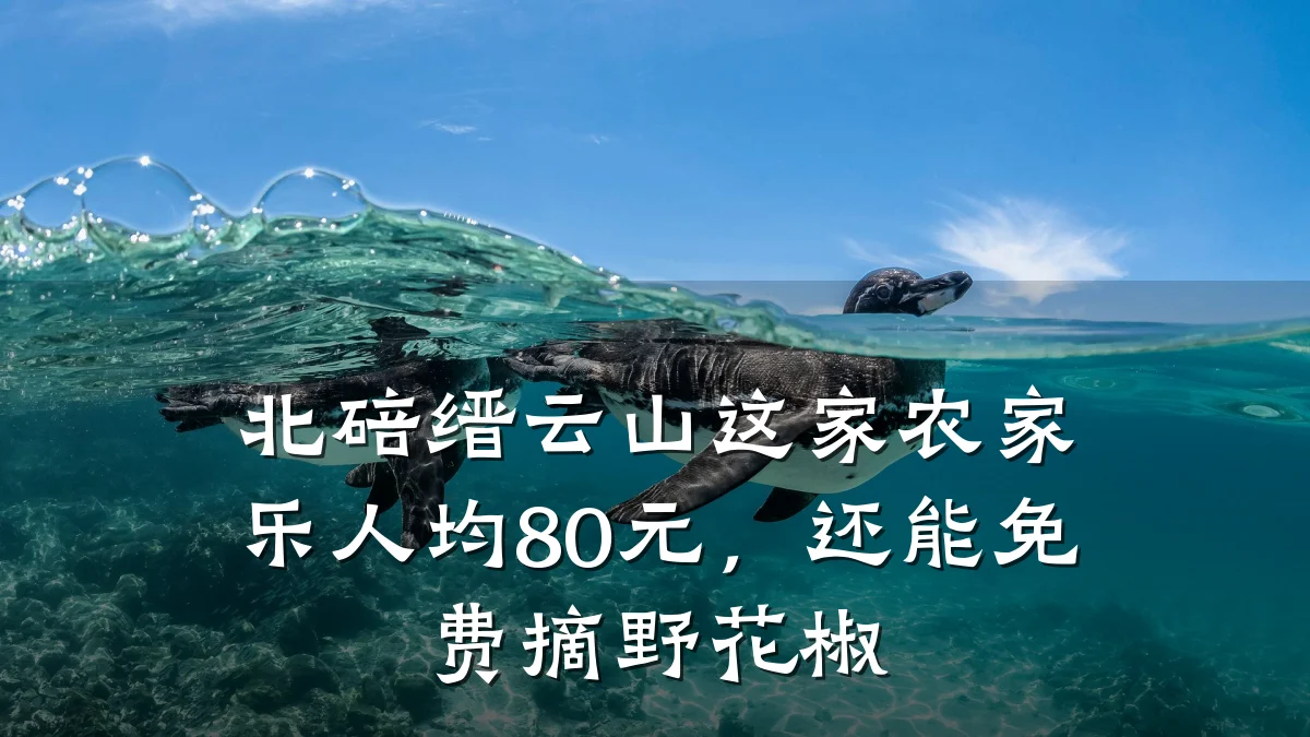 北碚缙云山这家农家乐人均80元,还能免费摘野花椒