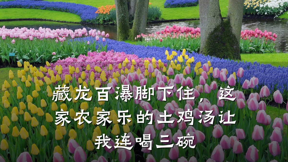 藏龙百瀑脚下住,这家农家乐的土鸡汤让我连喝三碗