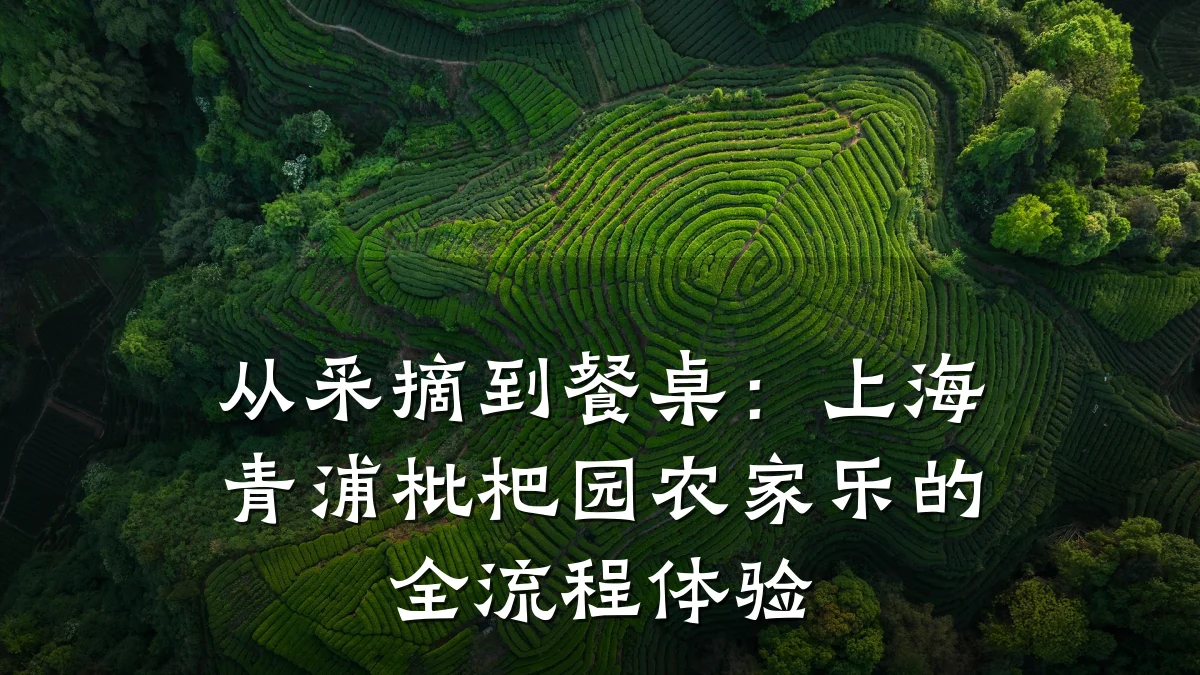从采摘到餐桌:上海青浦枇杷园农家乐的全流程体验
