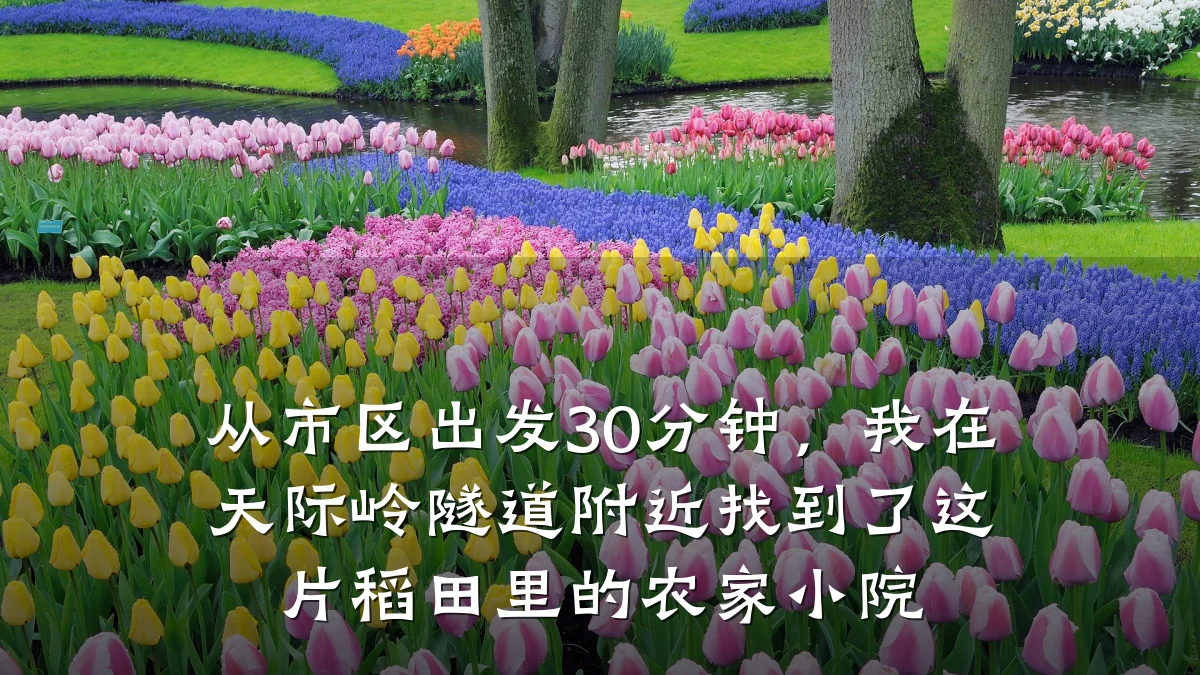 从市区出发30分钟,我在天际岭隧道附近找到了这片稻田里的农家小院