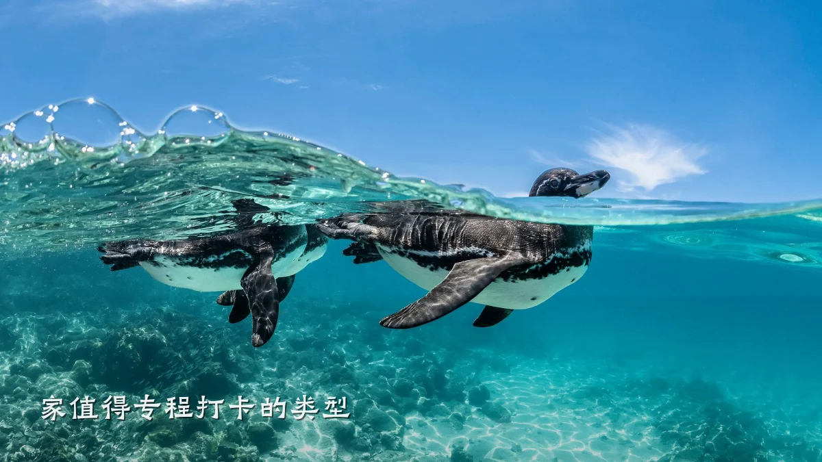 家值得专程打卡的类型