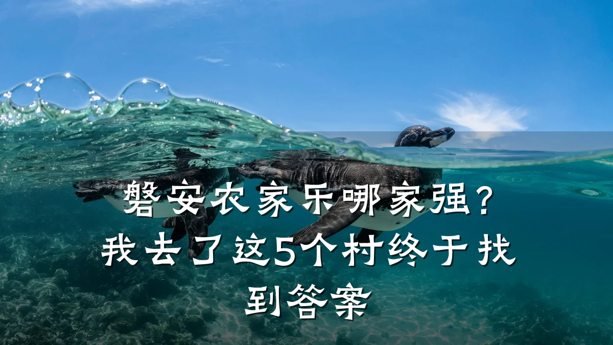 磐安农家乐哪家强?我去了这5个村终于找到答案
