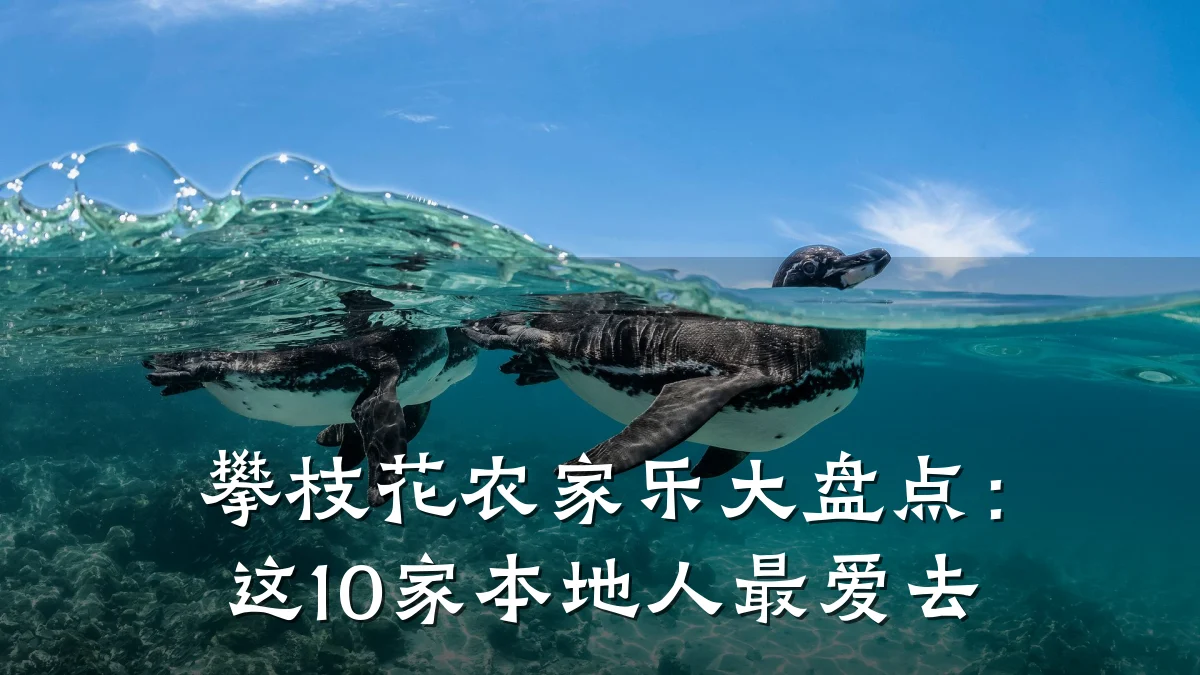 攀枝花农家乐大盘点:这10家本地人最爱去