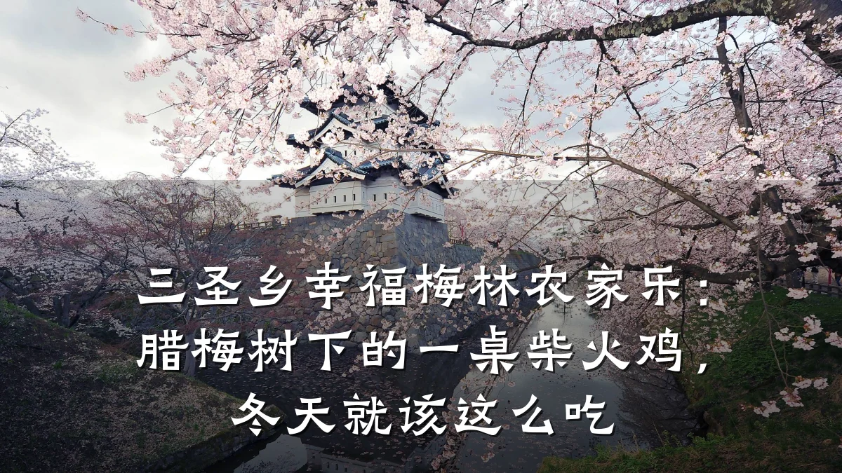 三圣乡幸福梅林农家乐:腊梅树下的一桌柴火鸡,冬天就该这么吃
