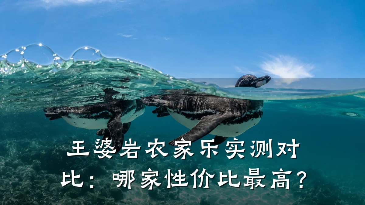 王婆岩农家乐实测对比:哪家性价比最高?